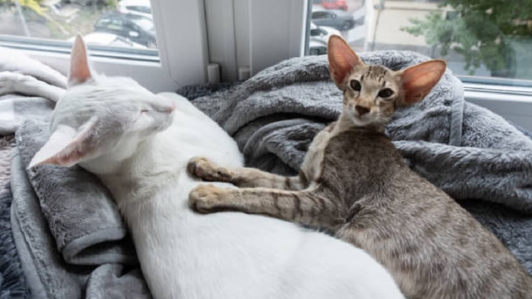 Oriental Shorthair